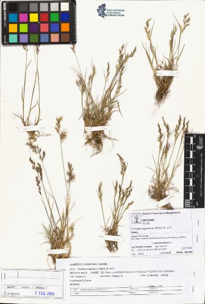 Trisetum argenteum (Willd.) R. et S.