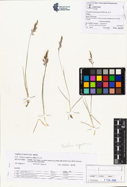 Trisetum argenteum (Willd.) R. et S.