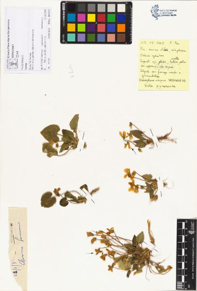 Viola hirta L.