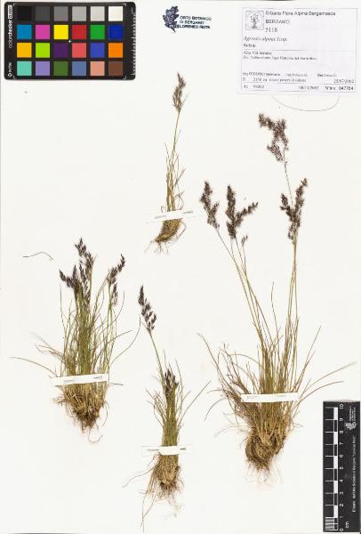 Agrostis alpina Scop.