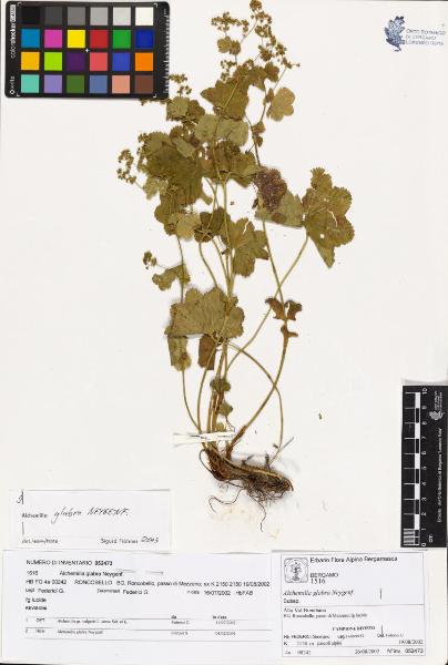 Alchemilla glabra Neygenf.