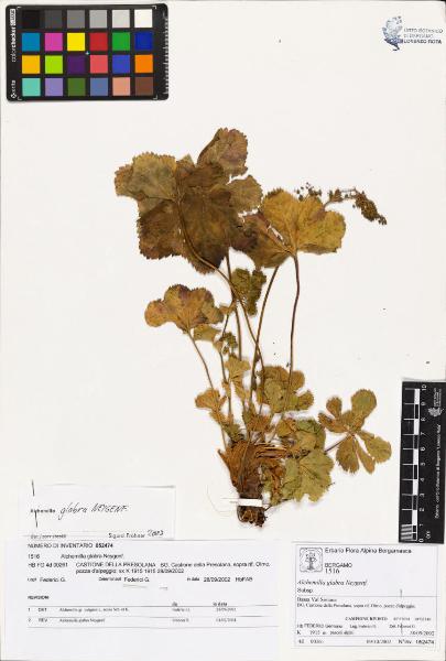 Alchemilla glabra Neygenf.