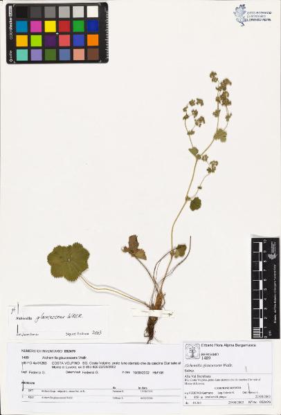 Alchemilla glaucescens Wallr.