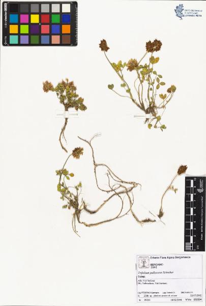 Trifolium pallescens Schreber