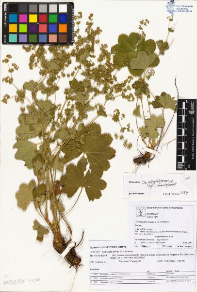 Alchemilla bonae S. E. Fröhner