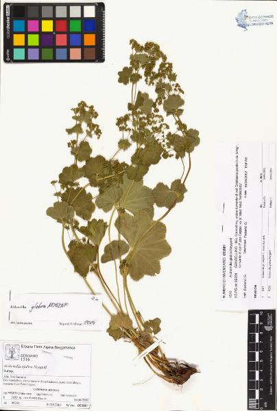 Alchemilla glabra Neygenf.