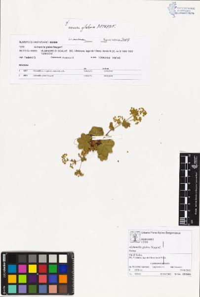 Alchemilla glabra Neygenf.