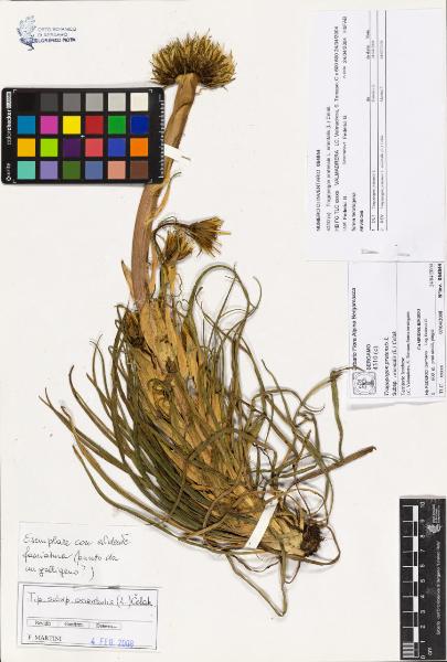 Tragopogon pratensìs L. subsp. orientalis (L.) Celak.