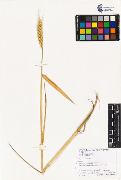 Triticum aestivum L.