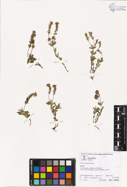 Veronica prostrata L.