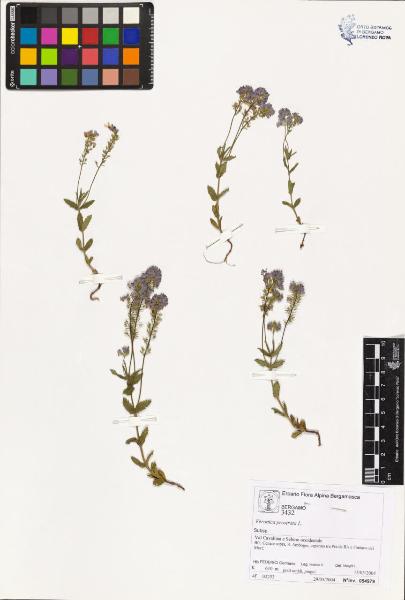 Veronica prostrata L.