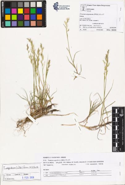 Trisetum argenteum (Willd.) R. et S.