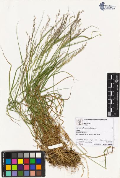 Agrostis schraderana Becherer