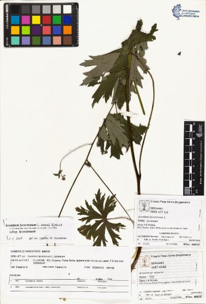 Aconitum lycoctonum L. subsp. lycoctonum