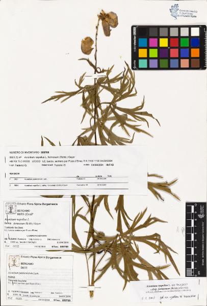 Aconitum napellus L. subsp. formosum (Rchb.) Gayer