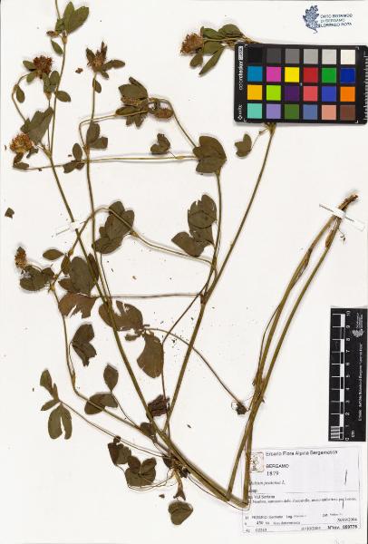 Trifolium pratense L.