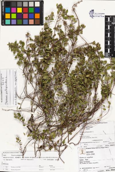 Thymus pulegioides L.