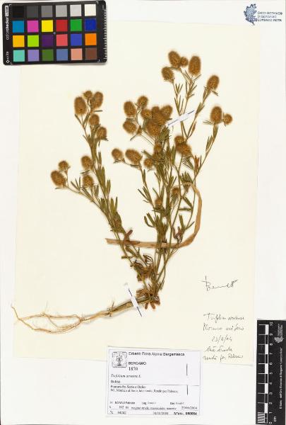 Trifolium arvense L.