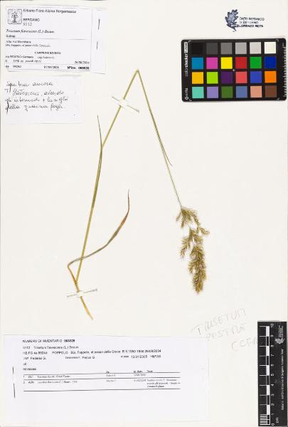 Trisetum flavescens (L.) Beauv.