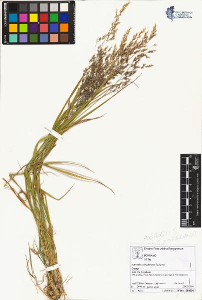 Agrostis schraderana Becherer