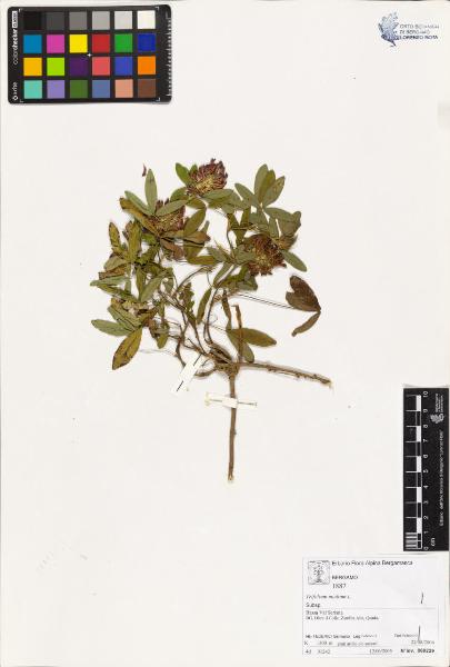 Trifolium medium L.