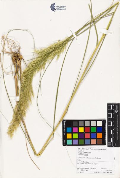 Achnatherum calamagrostis (L.) Beauv.