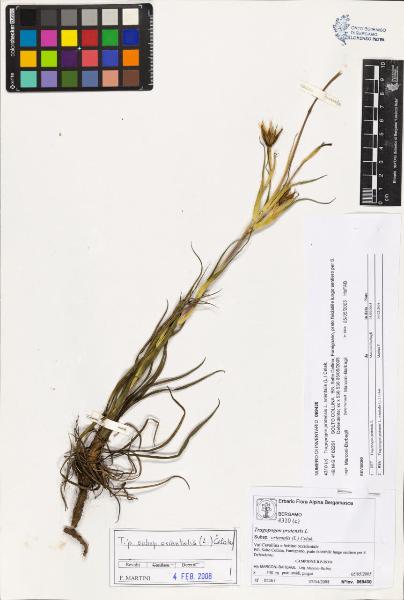 Tragopogon pratensìs L. subsp. orientalis (L.) Celak.