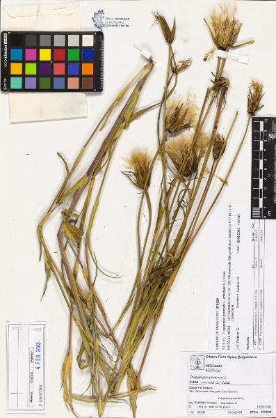 Tragopogon pratensìs L. subsp. orientalis (L.) Celak.