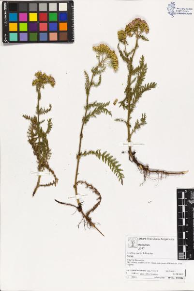 Achillea stricta Schleicher