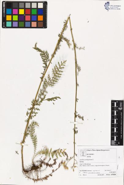 Achillea millefolium L.