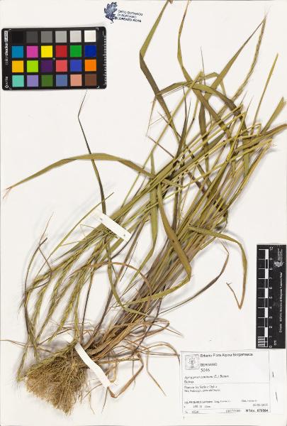 Agropyron caninum (L.) Beauv.