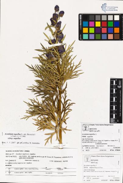 Aconitum napellus L. subsp. napellus