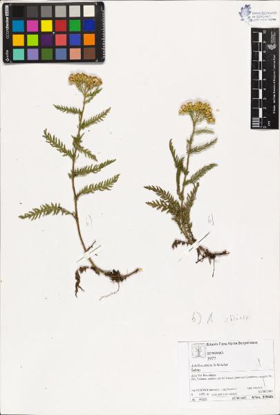 Achillea stricta Schleicher