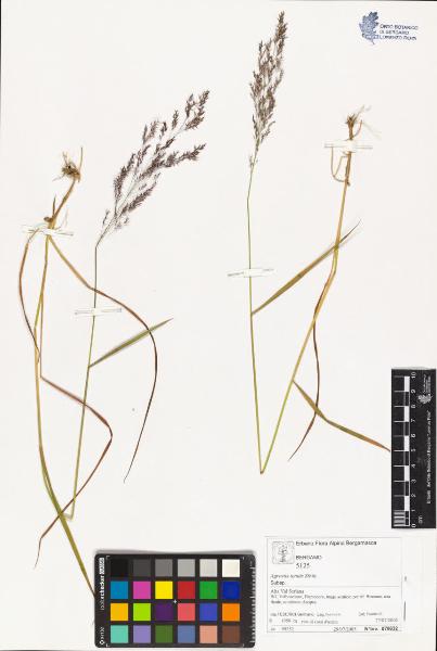 Agrostis tenuis sìbth.