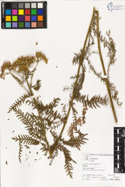 Achillea stricta Schleicher