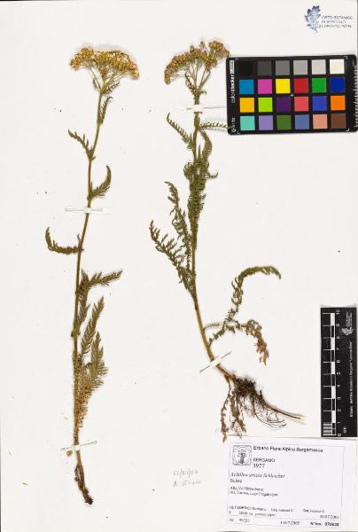 Achillea stricta Schleicher