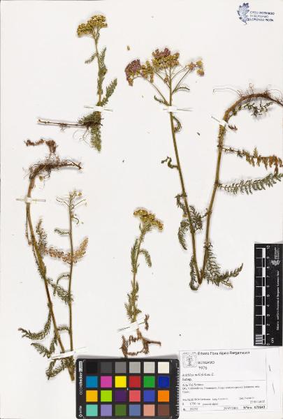 Achillea millefolium L.