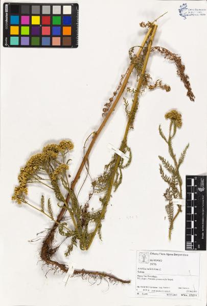 Achillea millefolium L.