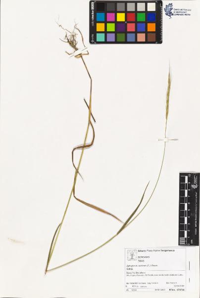 Agropyron caninum (L.) Beauv.