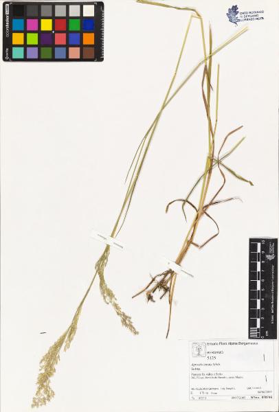 Agrostis tenuis sìbth.