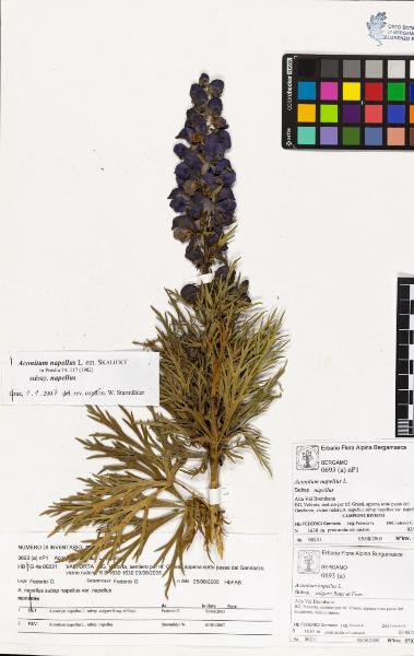 Aconitum napellus L. subsp. napellus