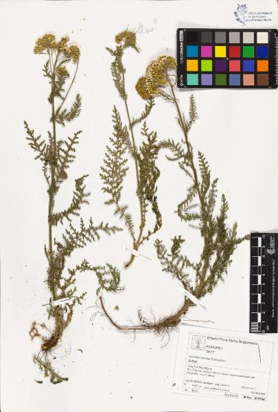 Achillea stricta Schleicher