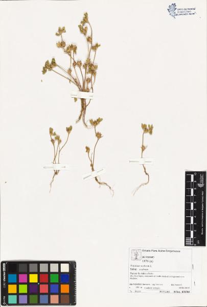 Trifolium scabrum L. subsp. scabrum