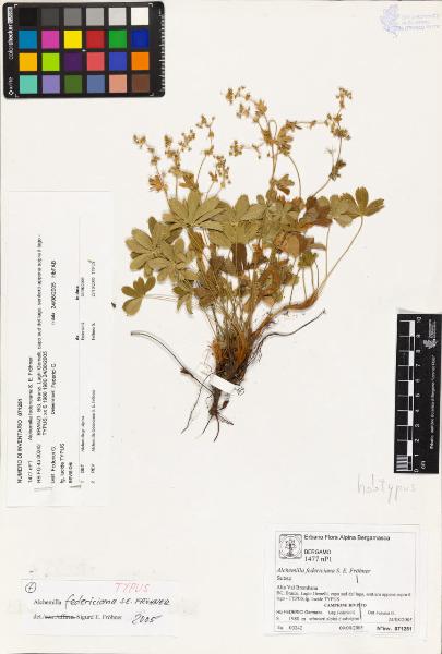 Alchemilla federiciana S. E. Fröhner