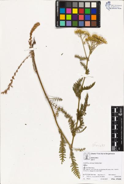 Achillea stricta Schleicher