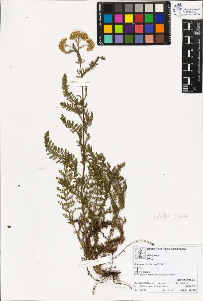 Achillea stricta Schleicher