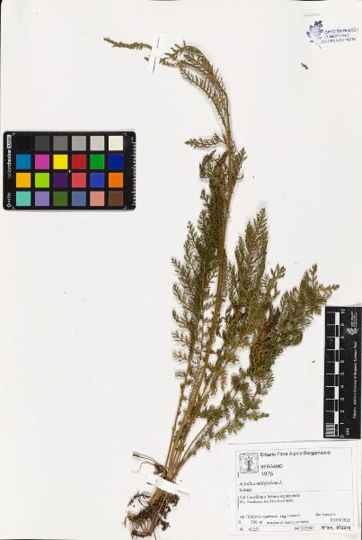 Achillea millefolium L.