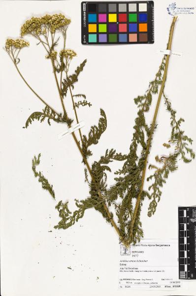 Achillea stricta Schleicher