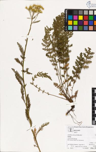 Achillea stricta Schleicher