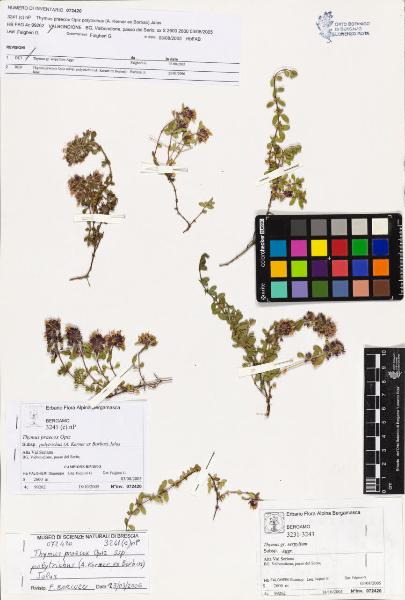 Thymus praecox Opiz subsp. polytrichus (A. Kerner ex Borbas) Jalas